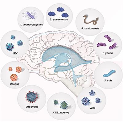 Editorial: Host-Pathogen Interaction in the Central Nervous System